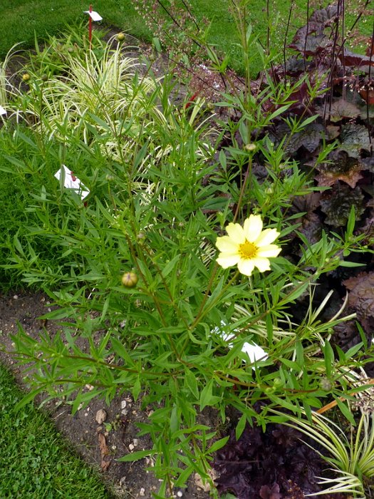 Coreopsis x 'Full Moon'